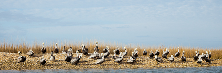 Sunning Pelicans  20110216-_MG_1387-Edit