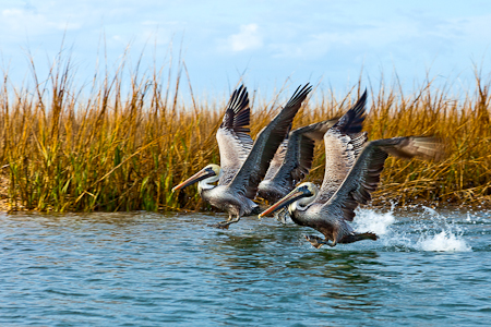 Pelican's Take Off  20110216-_MG_1405-Edit