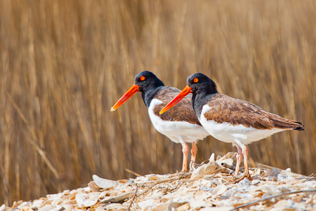 Oyster Catchers on break  20110217-_MG_1729-Edit