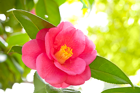 Fly Away (Camelia)  20110220-_MG_2317-Edit-2