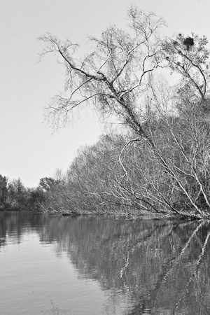 Congaree  20110317-_MG_3194