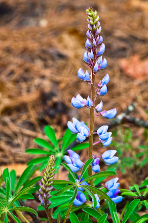 Lupin, 40 Acre Rock, South Carolina  20110326-_MG_3964-Edit