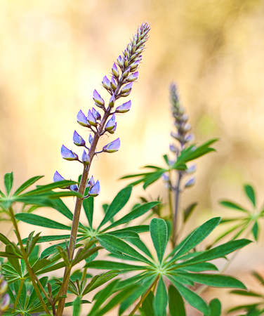 Lupin, 40 Acre Rock, South Carolina  20110404-_MG_4422-Edit