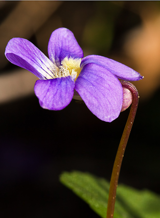 Spring Violet, 40 Acre Rock, South Carolina  20110404-_MG_4565-Edit