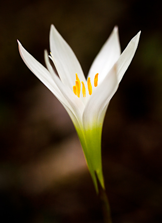 Wild Easter Lily, Atamasco Lily  20110409-_MG_4640-Edit
