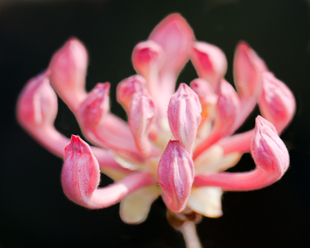 Swamp Pink Milkweed  20110409-_MG_4657-Edit