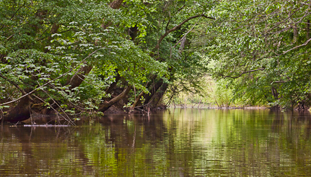 Bates Old River to the Congaree  20110420-_MG_4913-Edit-3