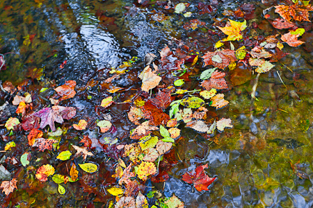 Congaree Color  20111103-_MG_4961-Edit