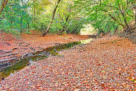 Old Bates River to the Congaree  20111103-_MG_4972_HDR
