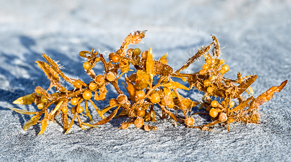 20111207-_MG_6457-Edit