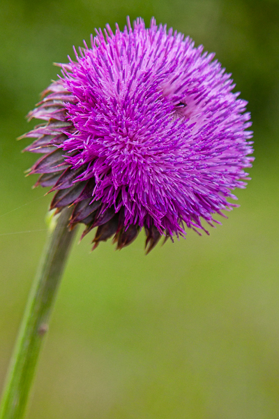 MG_5472-Edit