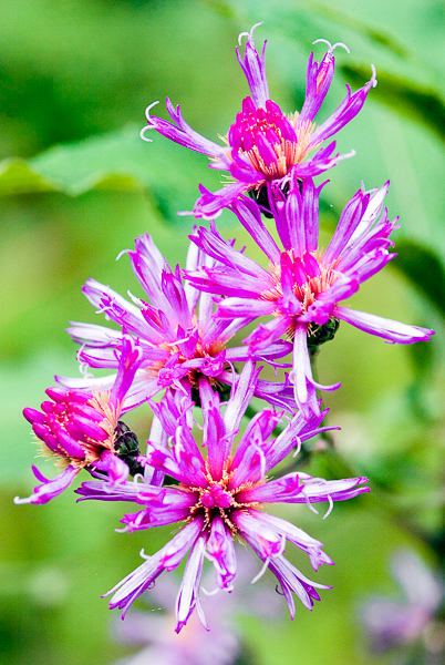 TN_flowers_MG_4706
